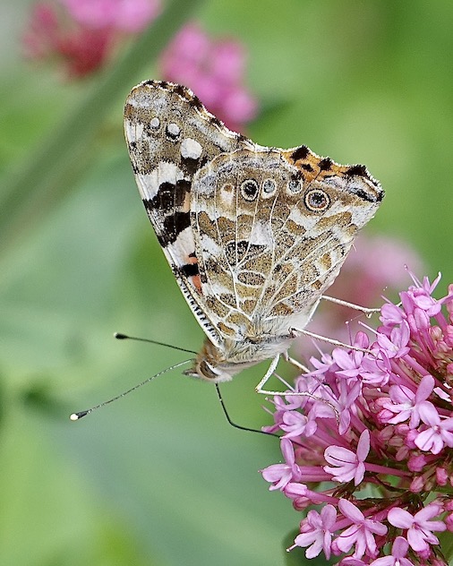 painted lady